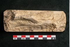 Foto (Detailansicht) von Plantae indet.  (NHMW-GEO-2024-0188-11639)
